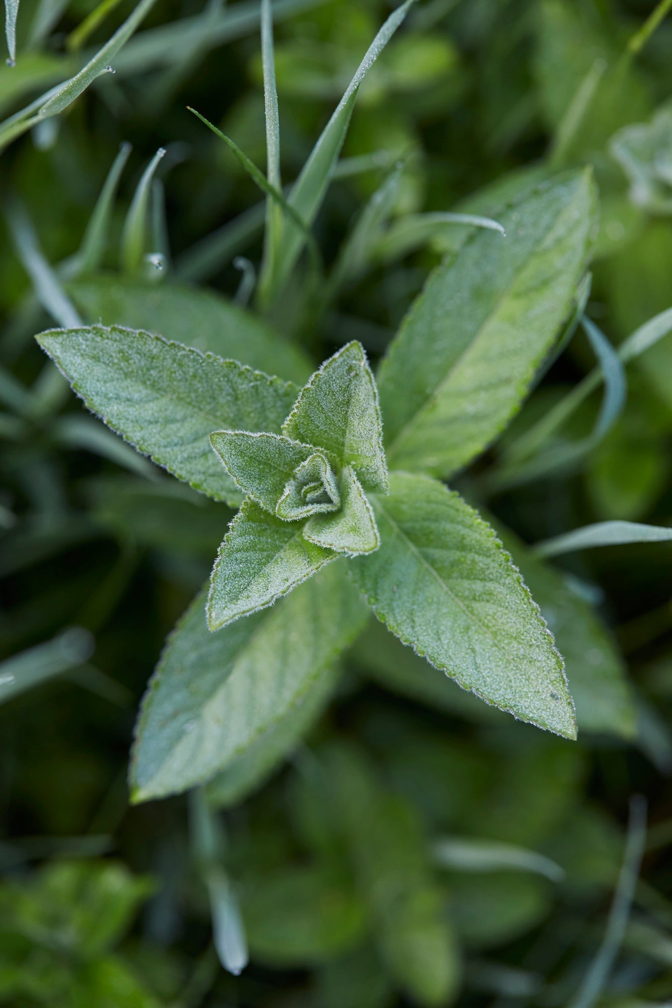 The Power of Scent ~ Caryn Hibbert