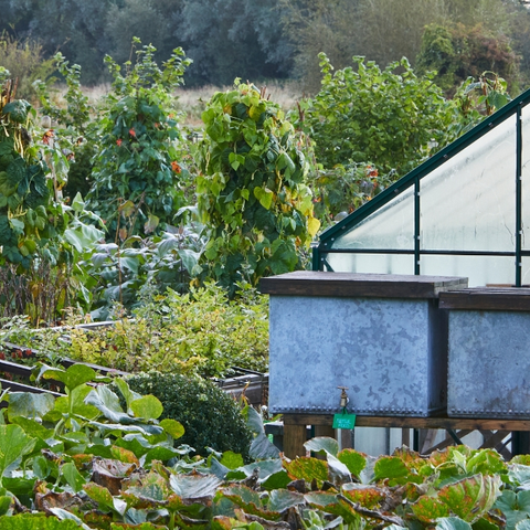 Kitchen Garden