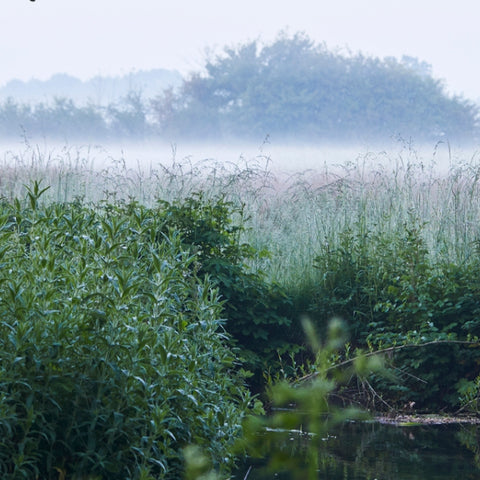 Water Meadow